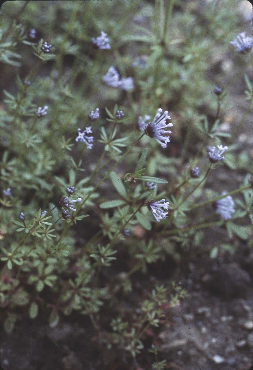 Asperula 12