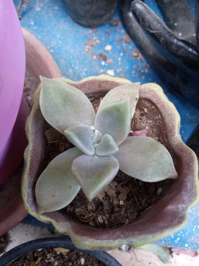 Pianta fantasma