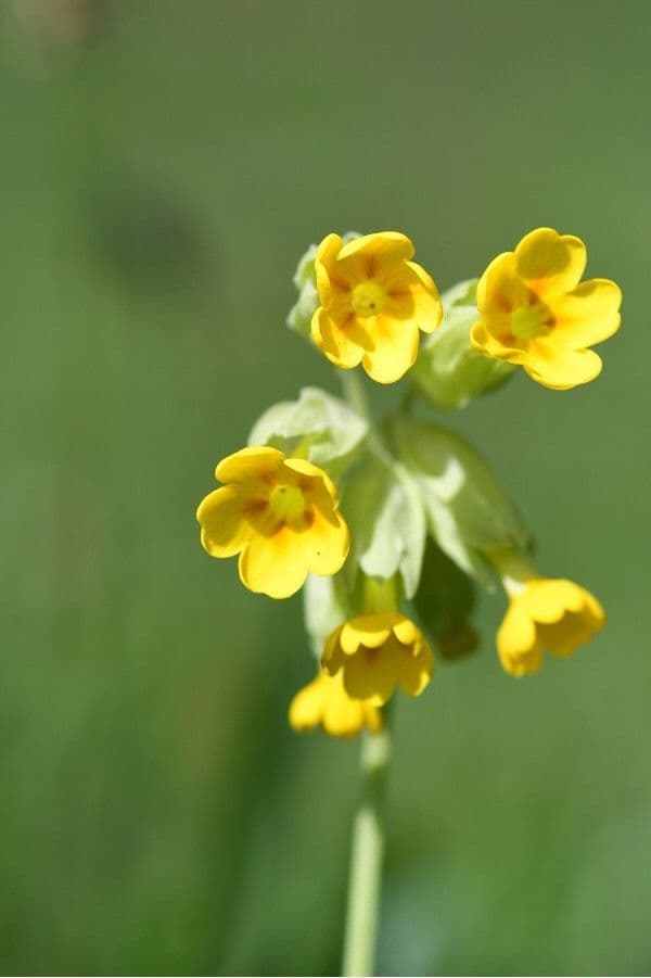 Primavera 10