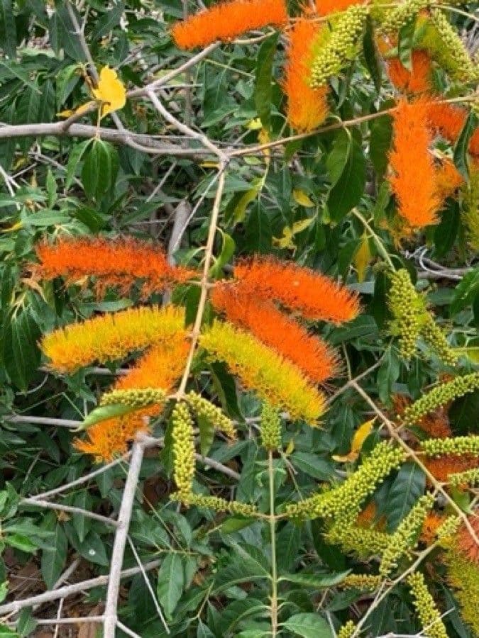 Combretum 4