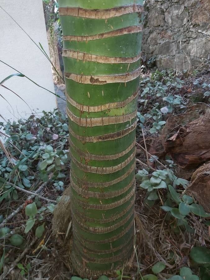 Palma ventaglio cinese 24