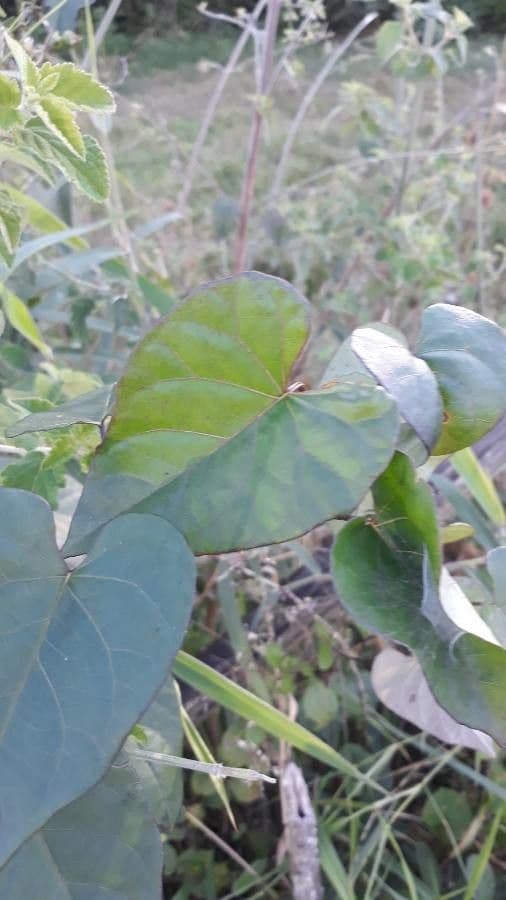 Ipomoea setifera 11