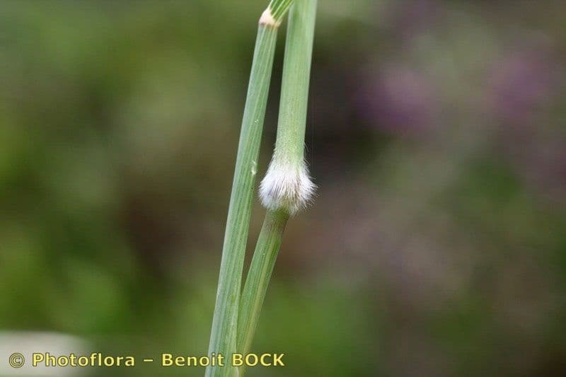 Arrhenatherum bianco 8