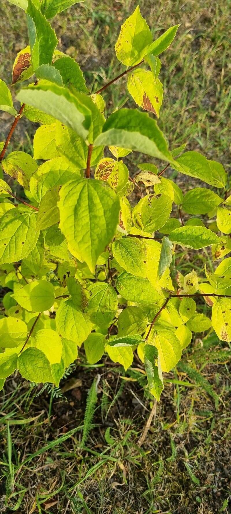 Schmalblättriger Pfeifenstrauch 6