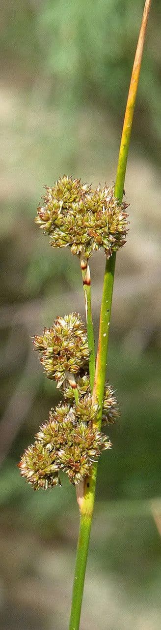 Junco marítimo 2
