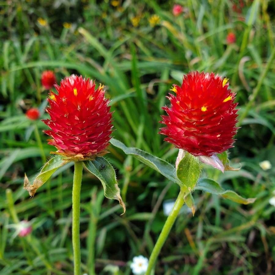 Gomphrena 3