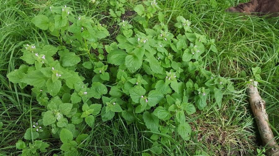 Canapetta bifida 11