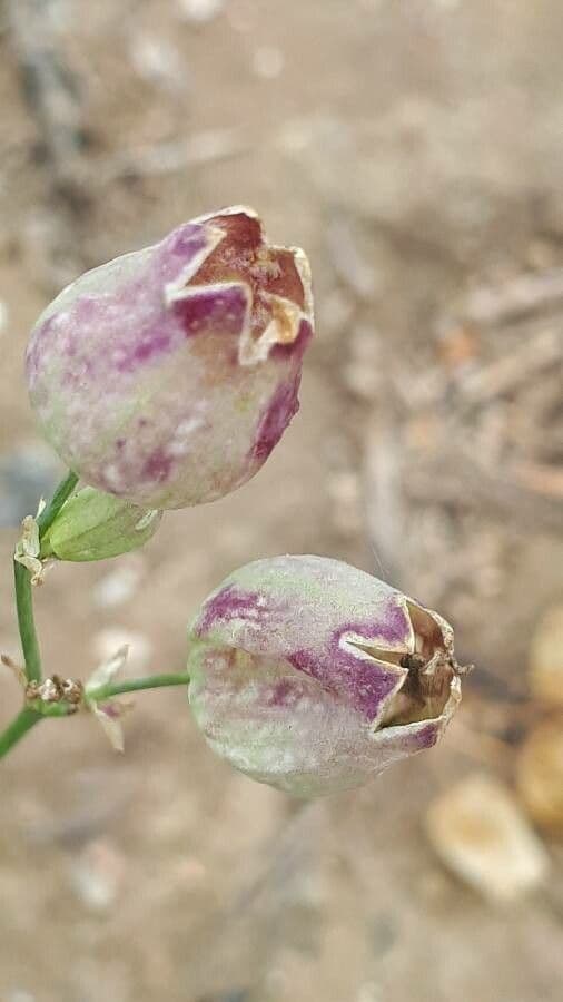 Silene pelosa