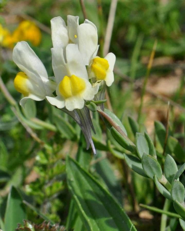 Linaria supina 20
