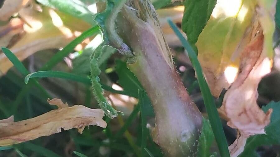 Rucola selvatica 21