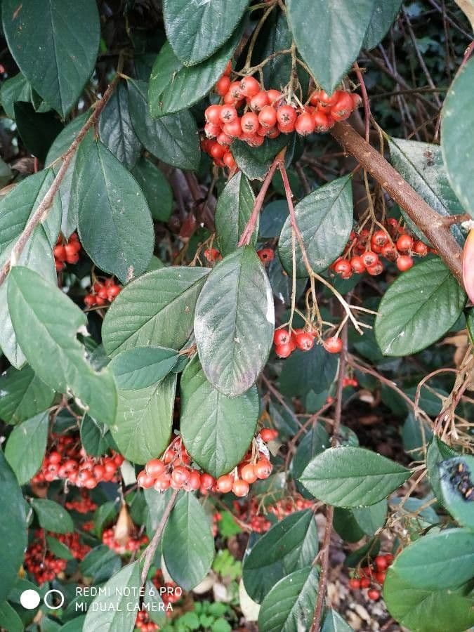 Cotoneaster 28