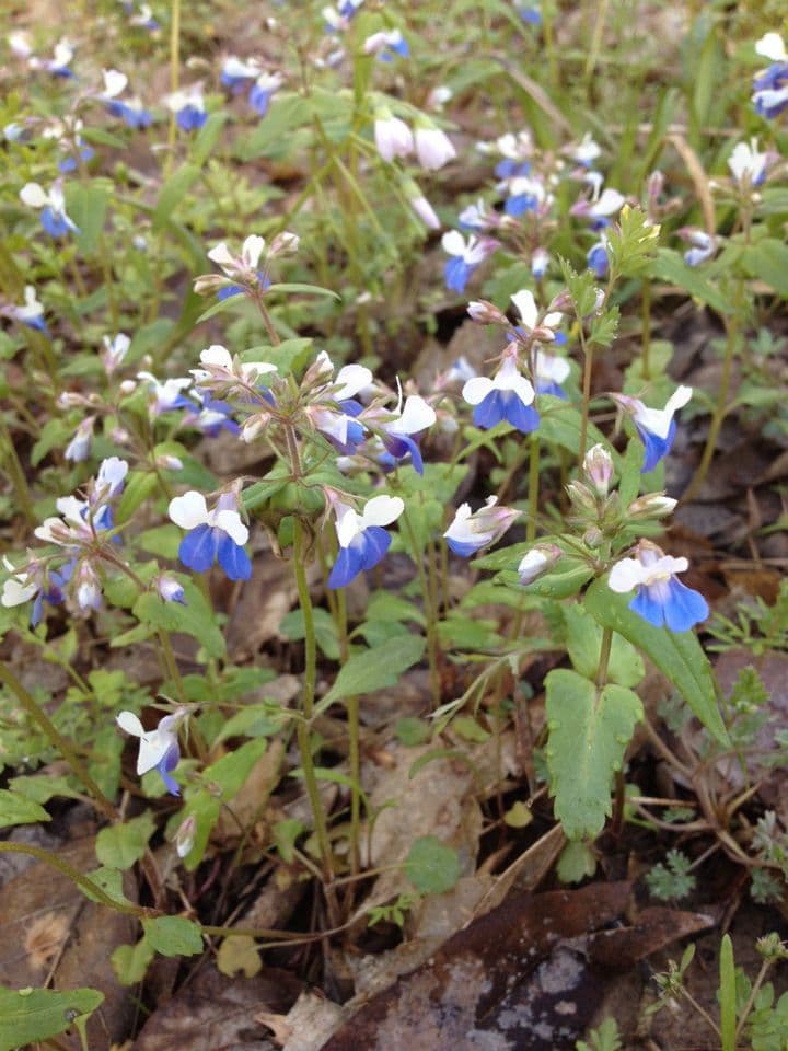 Collinsia primaverile 9