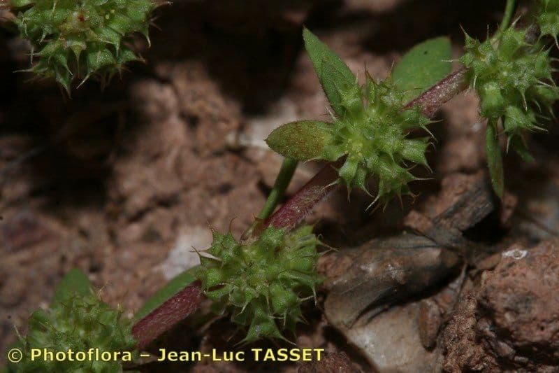 Paronichia spinosa 2