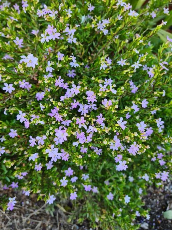 Erinus 9