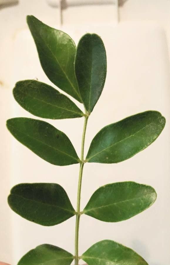 Dermatophyllum 7