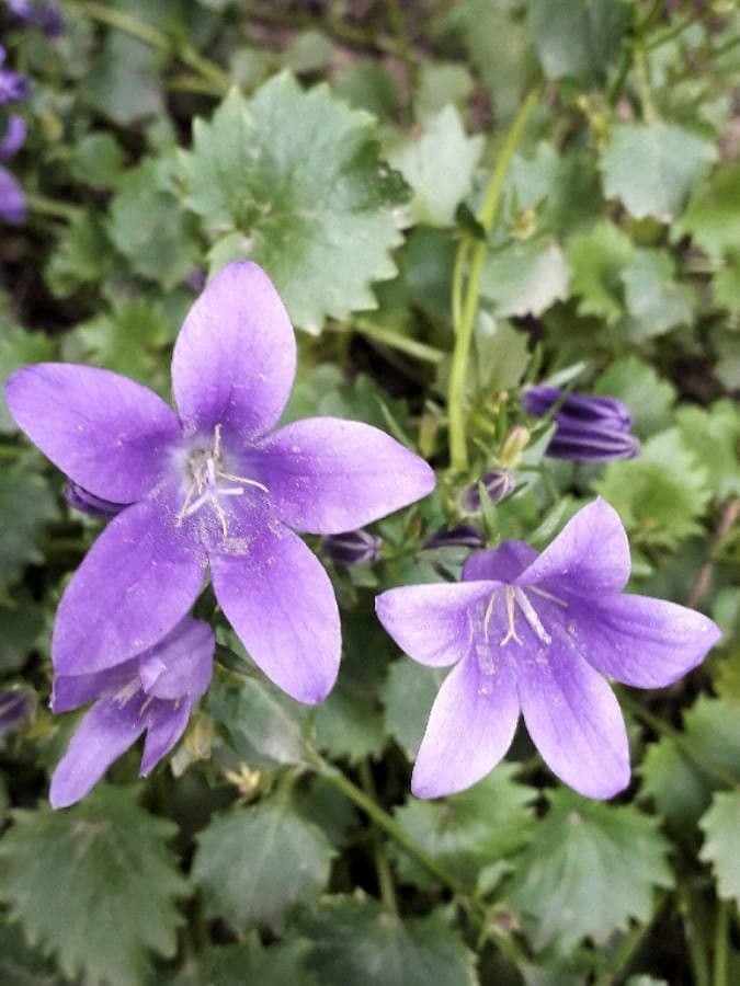 Kriechende Glockenblume 6