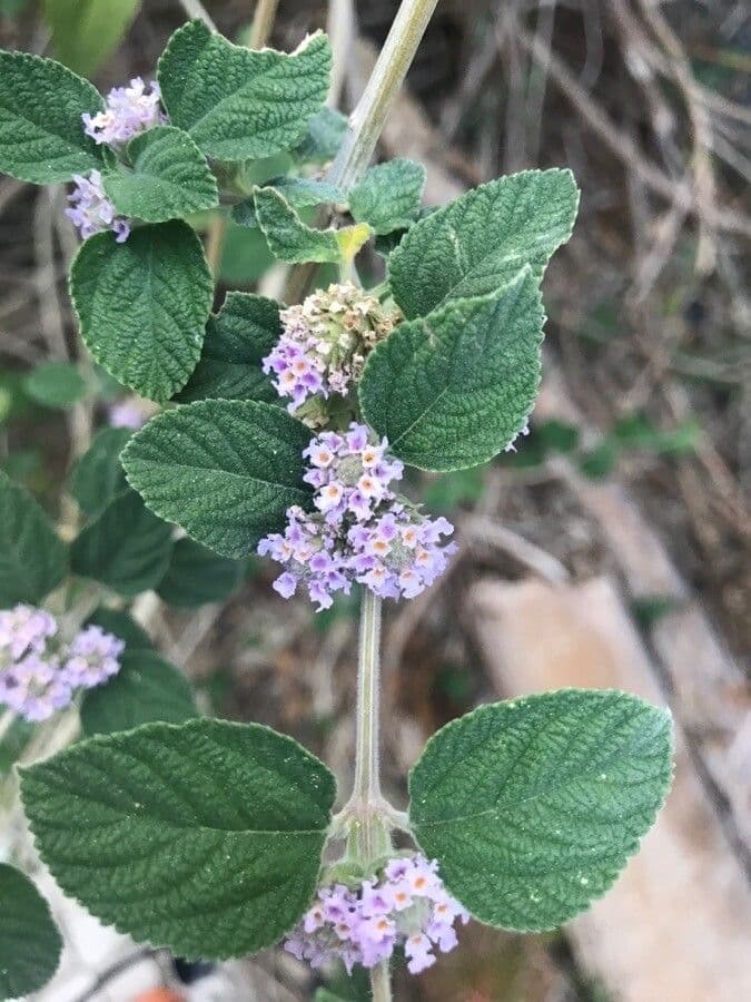 Lippia alba 6