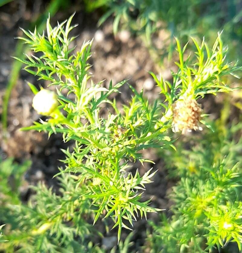 Baccharis 8