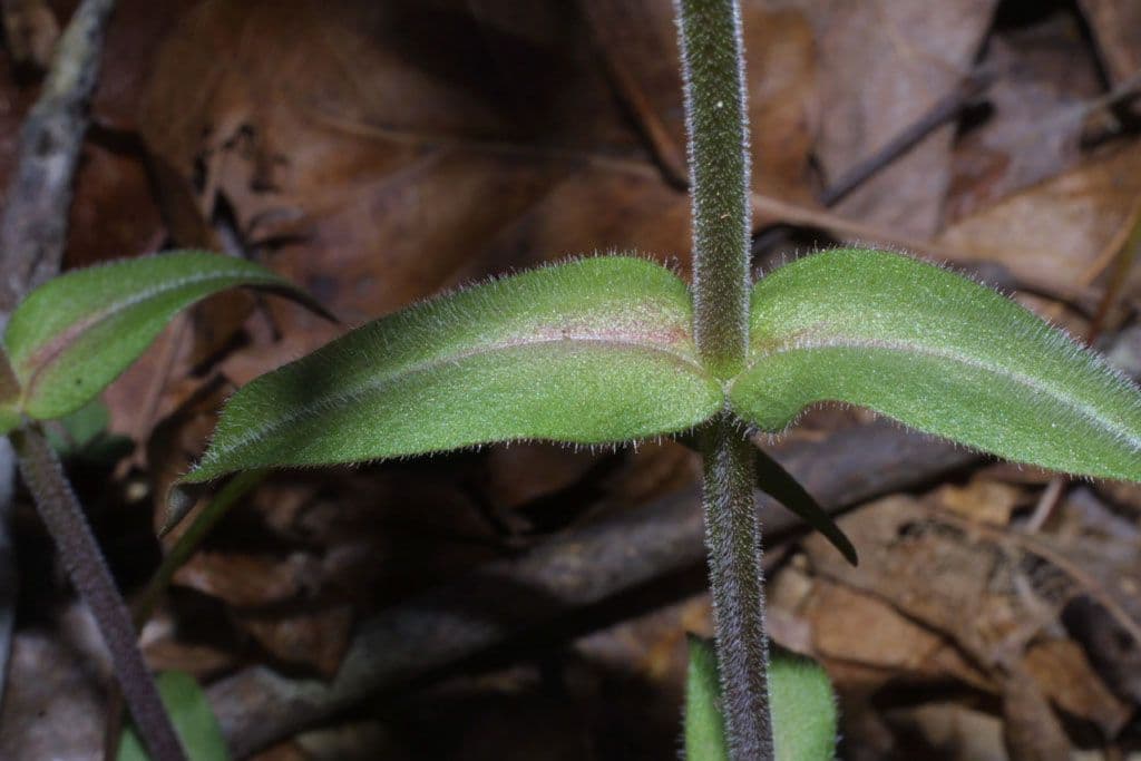 Flox divaricata 18