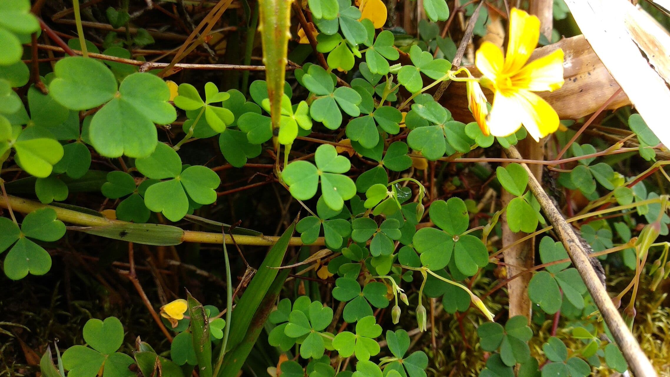 Acetosa 3