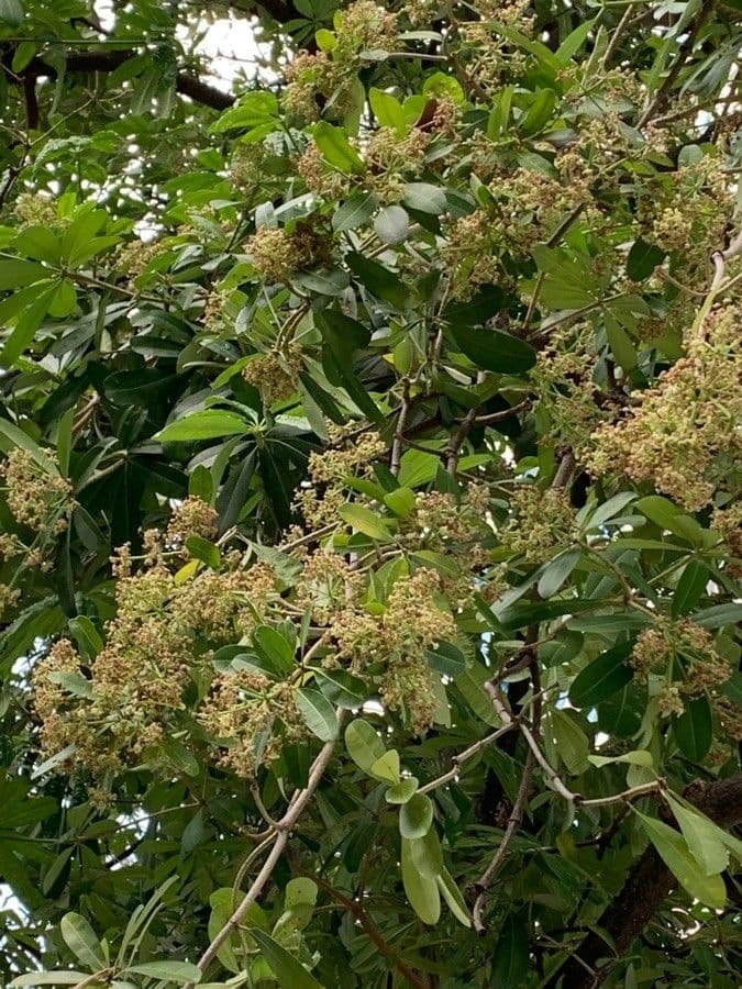 Alstonia 6