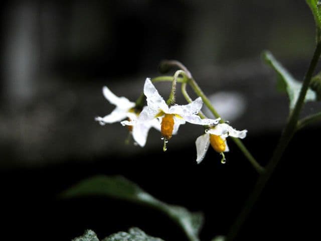 Solanum furcatum 5