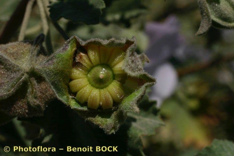 Malva subovata 5