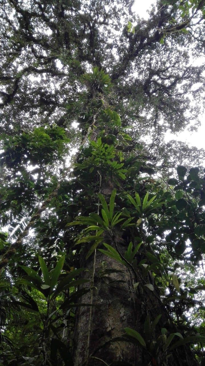 Parinari excelsa 8