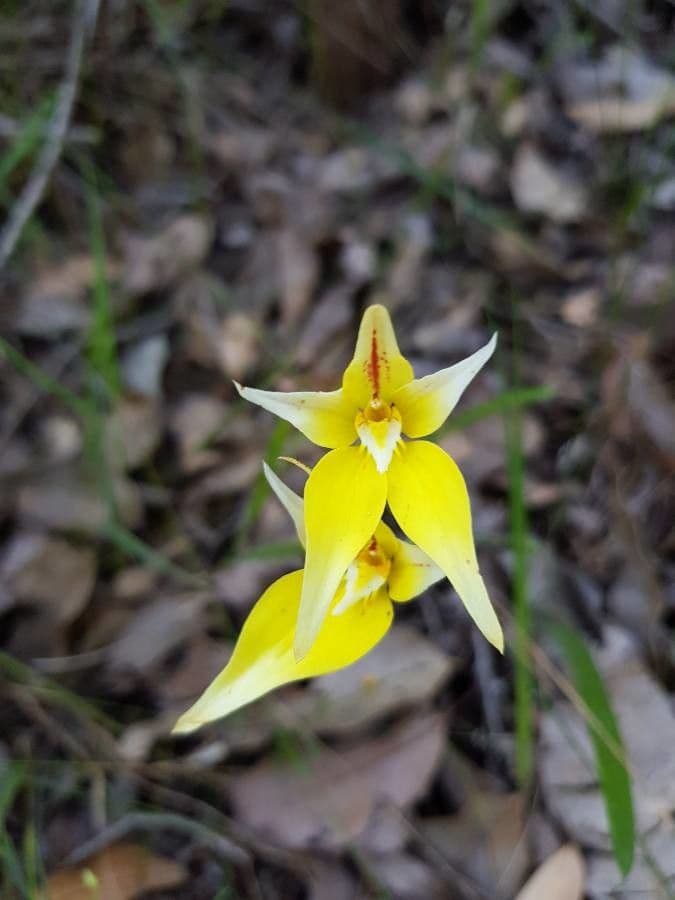 Caladenia flava 2