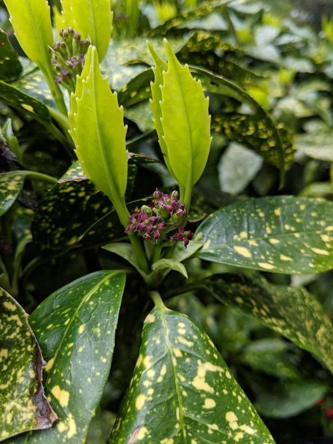 Aucuba giapponese 9