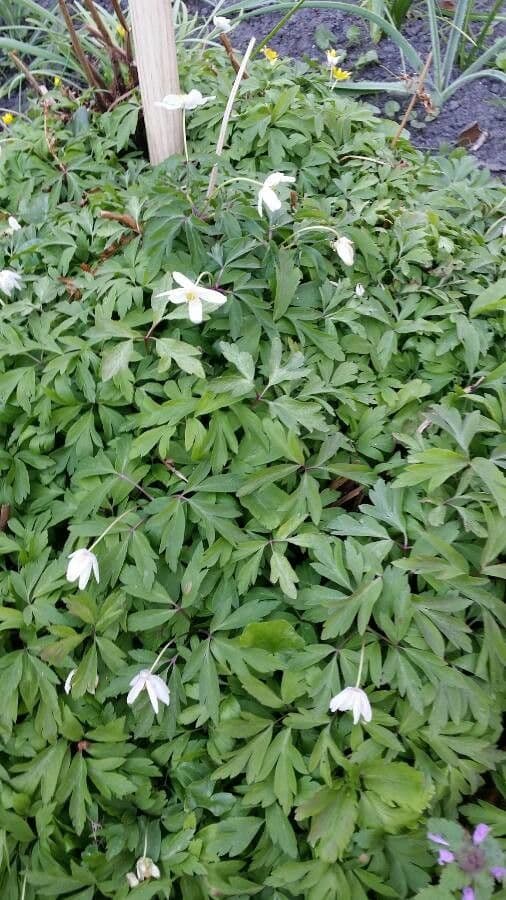 Fünfblättrige Anemone 12
