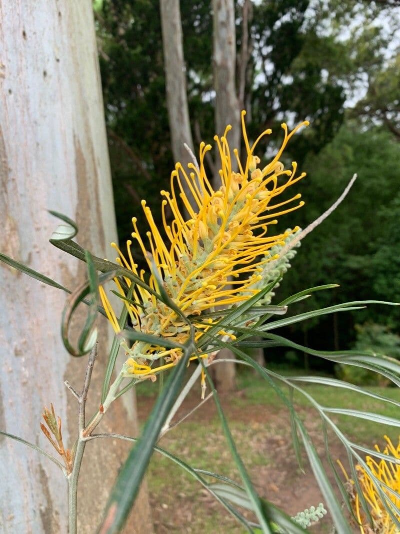 Gold-Grevillea 4