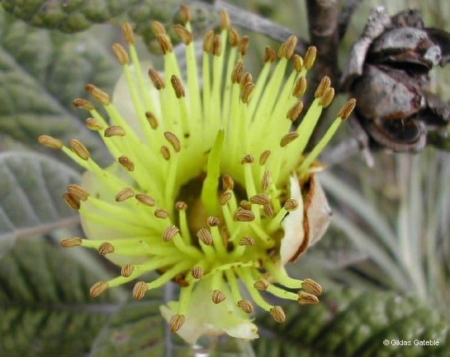 Pleurocalyptus 5