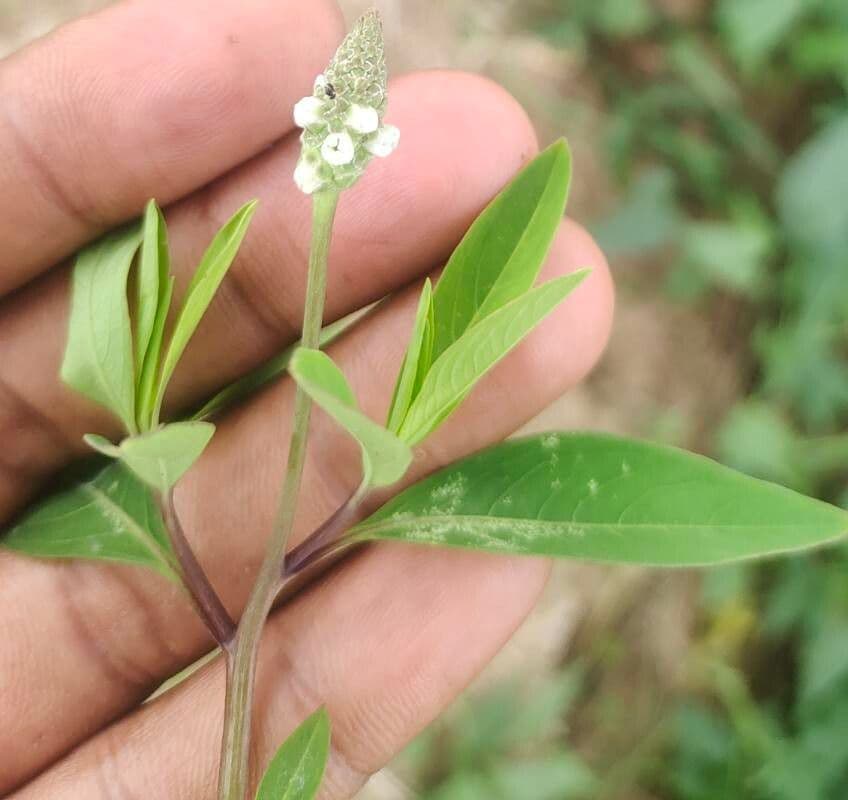 Sphenoclea 5