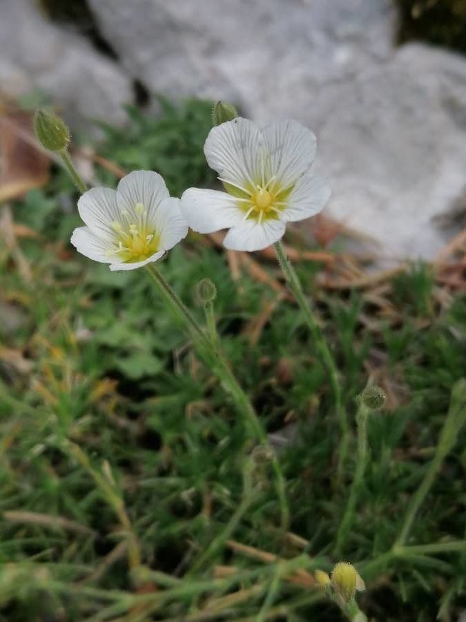 Cherleria capillacea 6