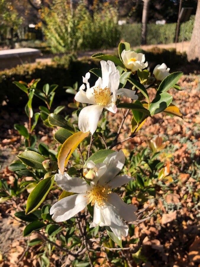 Pyrenaria 2