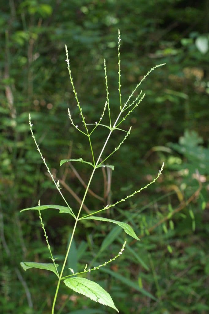 Verbena orticifolia 3
