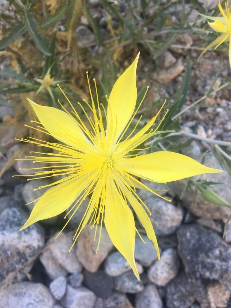 Mentzelia 2