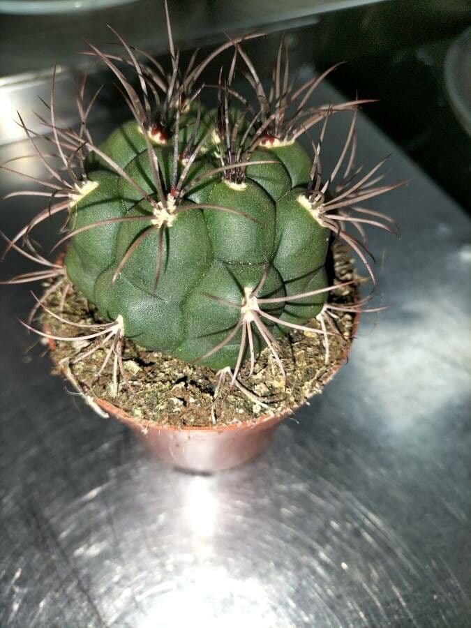 Cactus 20