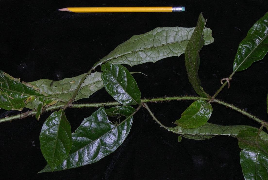 Solanum 13