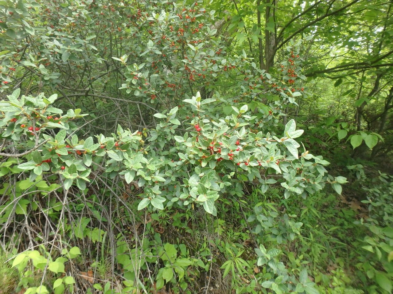 Shepherdia canadensis 11