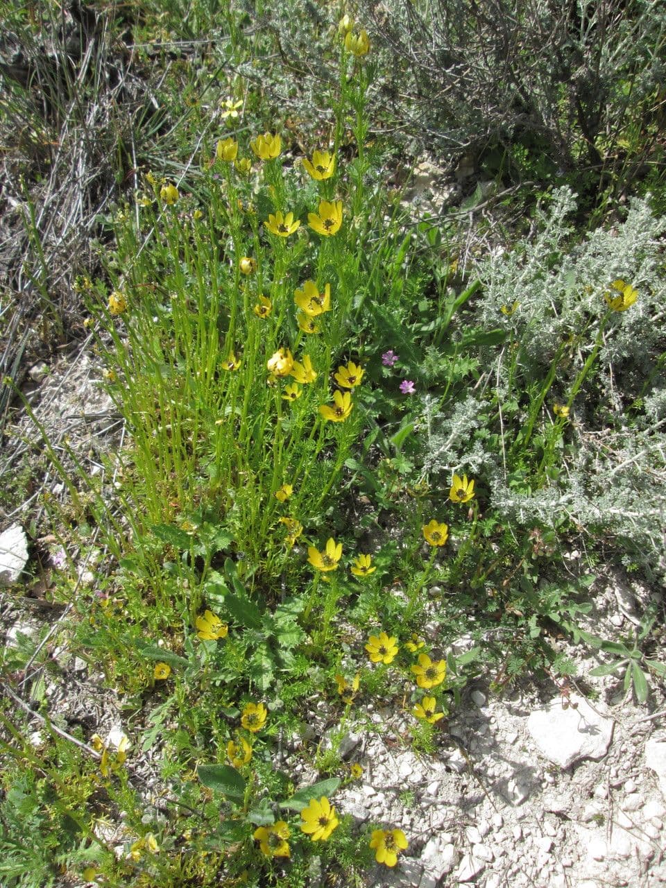 Adonis microcarpa 15