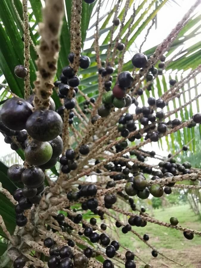 Açai 16