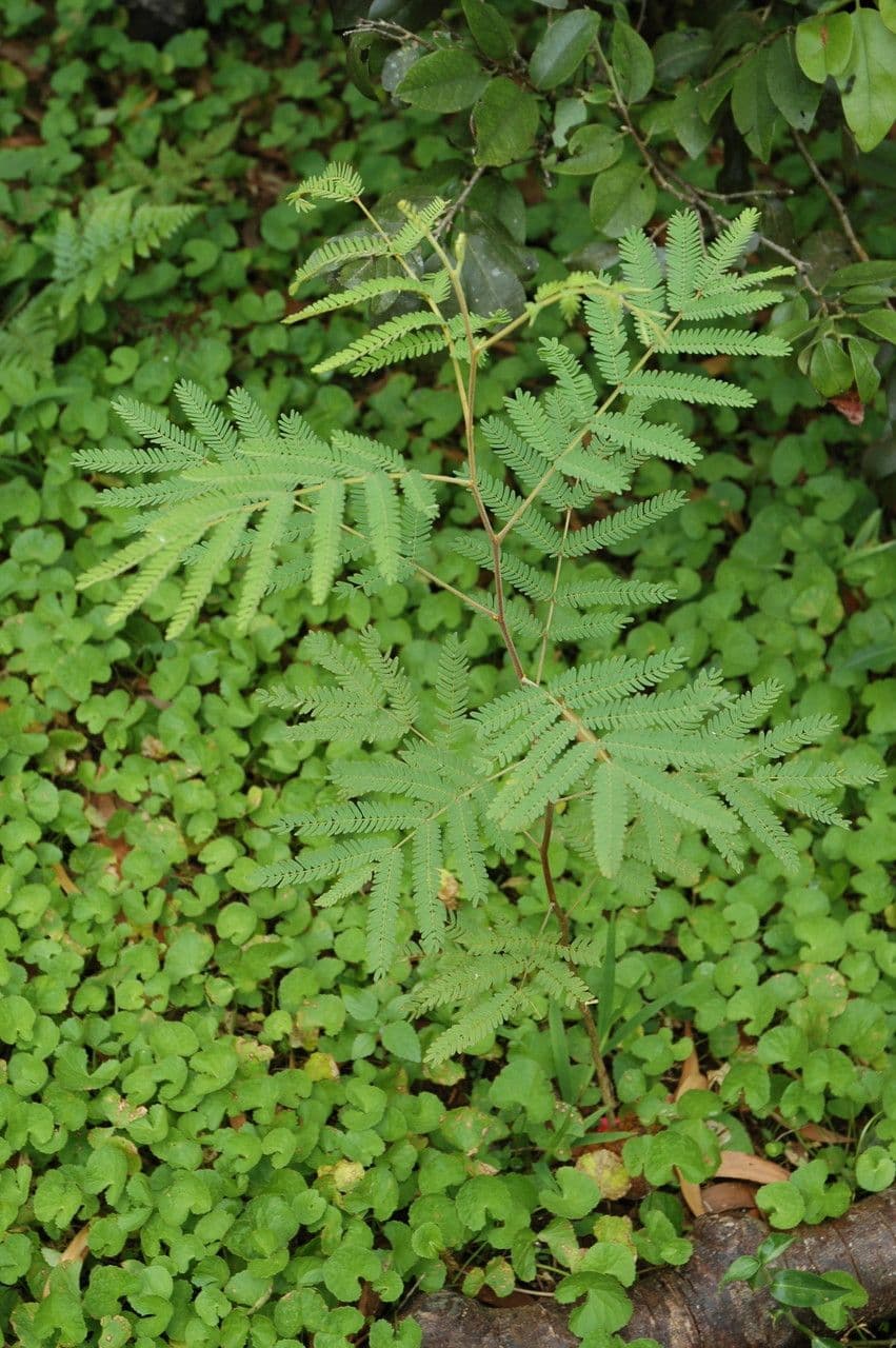 Acacia Koaoha 9