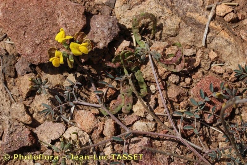 Hippocrepis 17