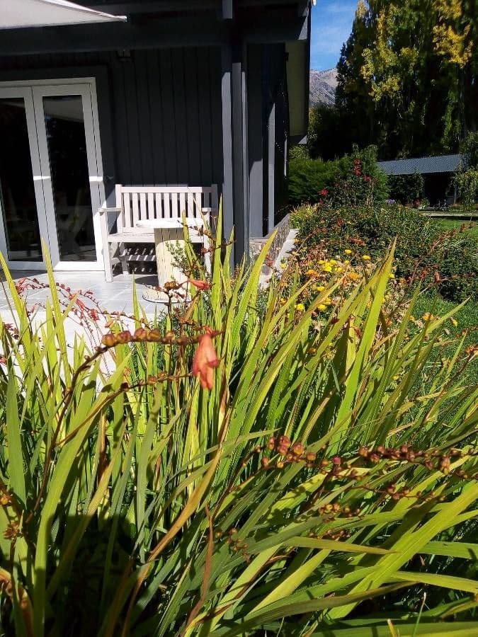 Watsonia meriana 6