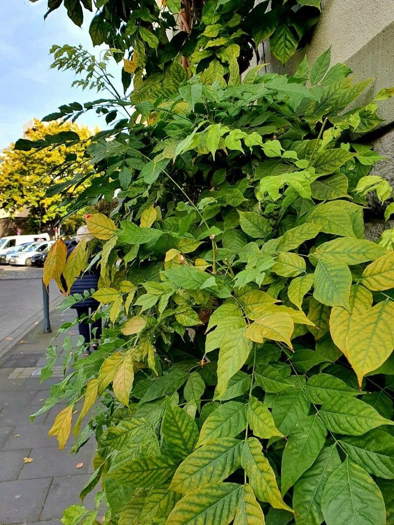 Staphylea pinnata 30