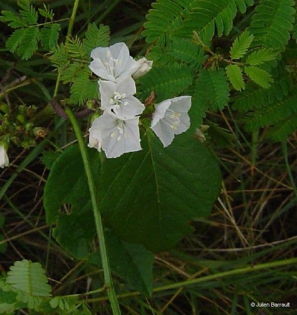 Jacquemontia paniculata 3