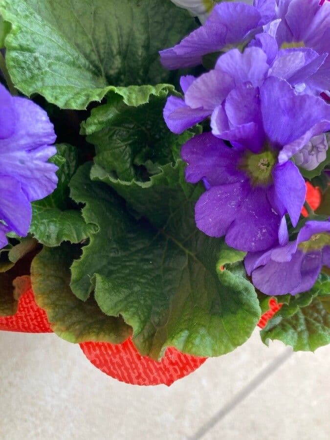 Primula hirsuta 20