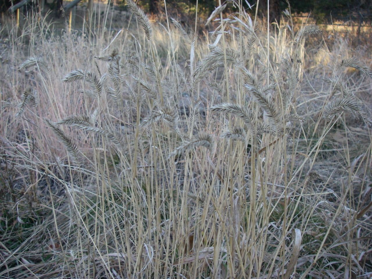 Gramigna crestata 11
